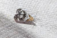 Tebenna micalis