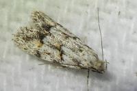 Symmoca signatella