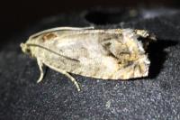 Cydia splendana