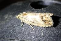 Cydia splendana