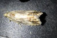 Cydia splendana