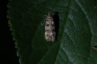 Bryotropha