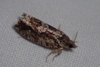 Zeiraphera isertana
