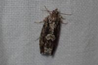 Zeiraphera isertana