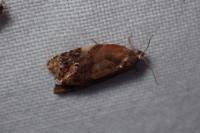 Ditula angustiorana