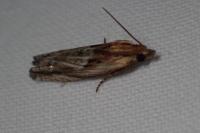 Eucosma gr. cana