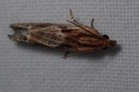 Eucosma gr. cana