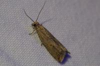 Bactra lancealana