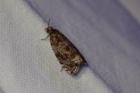 Celypha lacunana
