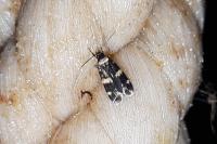 Oegoconia