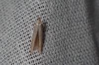 Coleophora