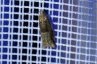 Rhopobota naevana
