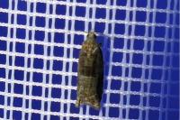 Rhopobota naevana