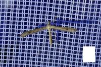 Stenoptilia
