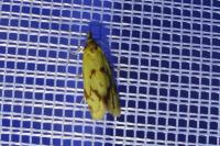 Agapeta hamana