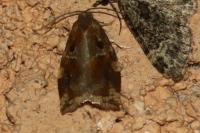 Archips xylosteana