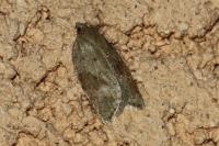 Acleris sparsana