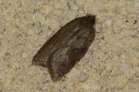 Acleris sparsana