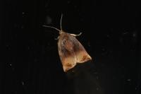 Archips podana