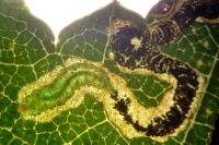 Stigmella ulmivora
