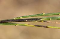 Trifurcula immundella