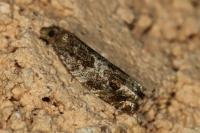 Ancylis achatana