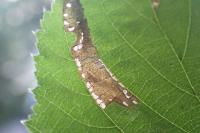 Phyllonorycter nicellii