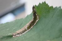 Phyllonorycter nicellii