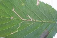Stigmella microtheriella