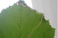 Stigmella microtheriella
