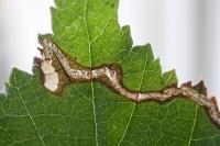 Stigmella microtheriella