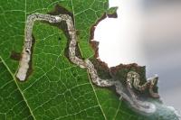 Stigmella floslactella