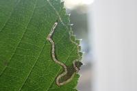 Stigmella floslactella