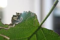 Stigmella floslactella