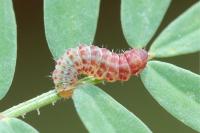 Aproaerema coronillella