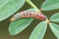 Aproaerema coronillella