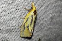 Agapeta hamana