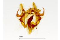 Agapeta hamana
