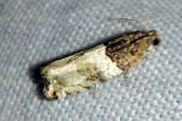 Gypsonoma aceriana