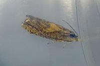 Dichrorampha vancouverana