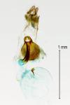 Dichrorampha vancouverana