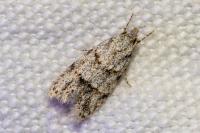 Symmoca signatella