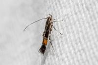 Cosmopterix pulchrimella