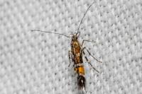 Cosmopterix pulchrimella