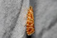 Rhyacionia pinicolana