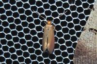 Crassa unitella
