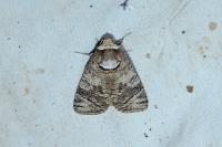 Cossus cossus