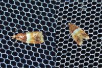 Epinotia festivana