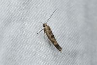 Scythris limbella