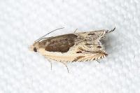 Ancylis apicella